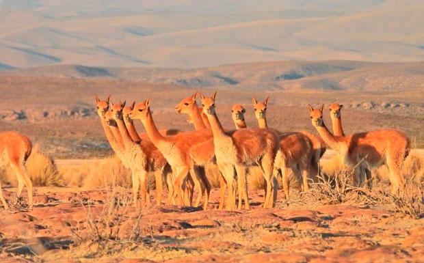Comunarios de Viluyo que atraparon a dos cazadores furtivos de vicuñas temen represalias por amenazas