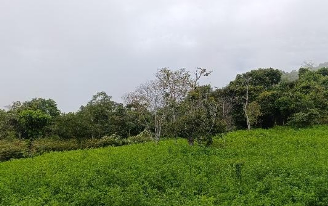 Los cultivos de coca en Bolivia se incrementaron un 10% en 2024, según informe de la UNODC