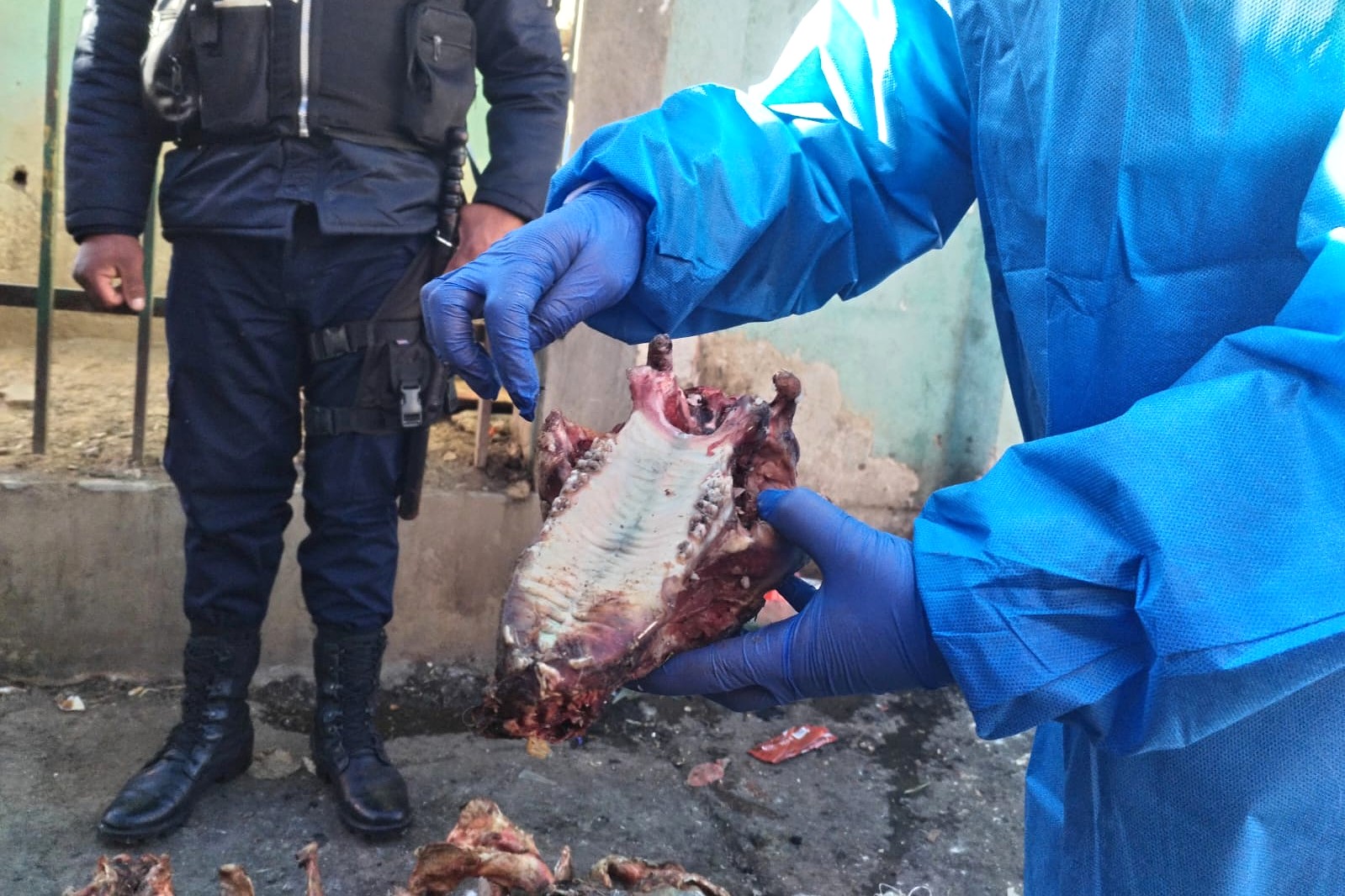 Abren investigación por biocidio tras confirmarse que eran de perros los restos hallados en El Alto