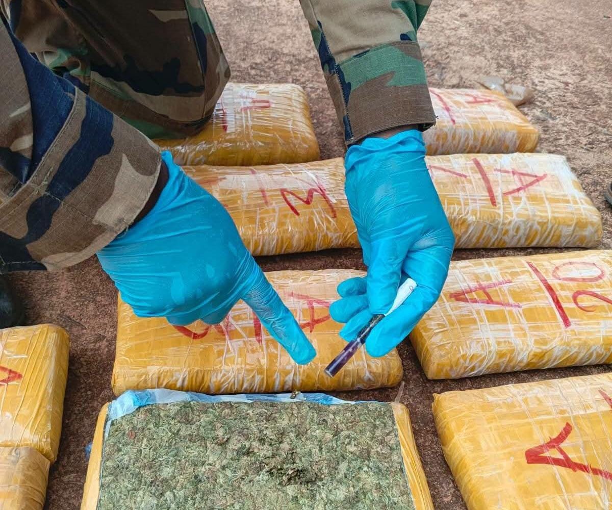 FELCN incauta 1,9 toneladas de marihuana y 163 kilos de cocaína en seis días