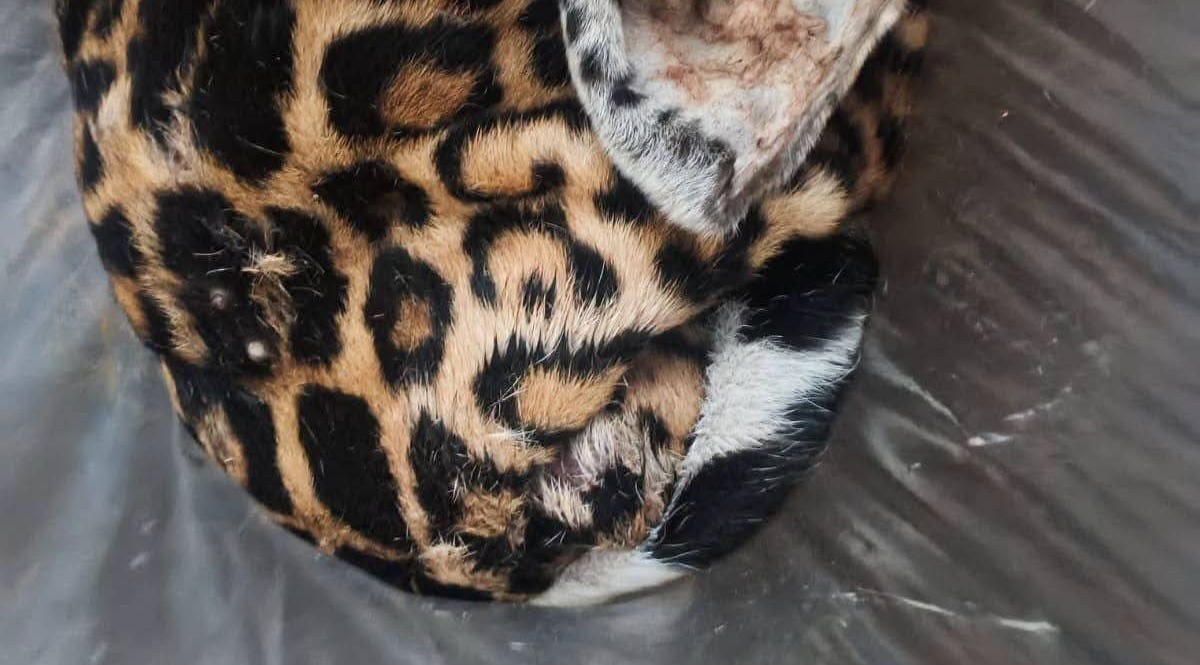 Tribunal Agroambiental se adherirá como querellante en caso de jaguar abatido en Beni
