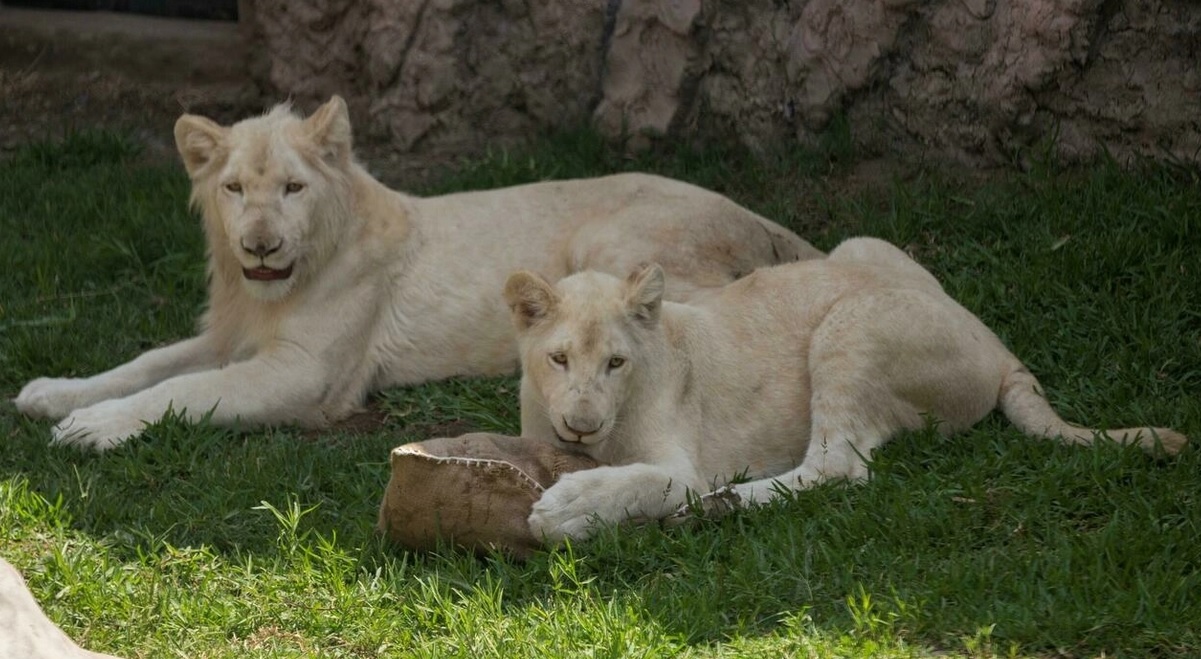 Un zoológico de Perú exhibe a dos leones blancos nacidos en México | Erbol