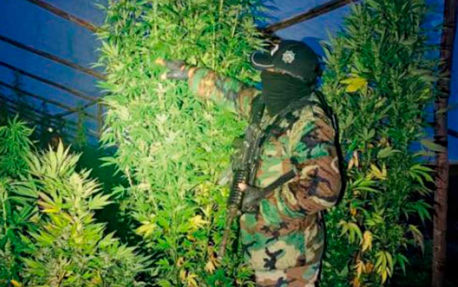 Destruyen plantaciones de marihuana en el norte potosino y afectan $us10 millones al narcotráfico