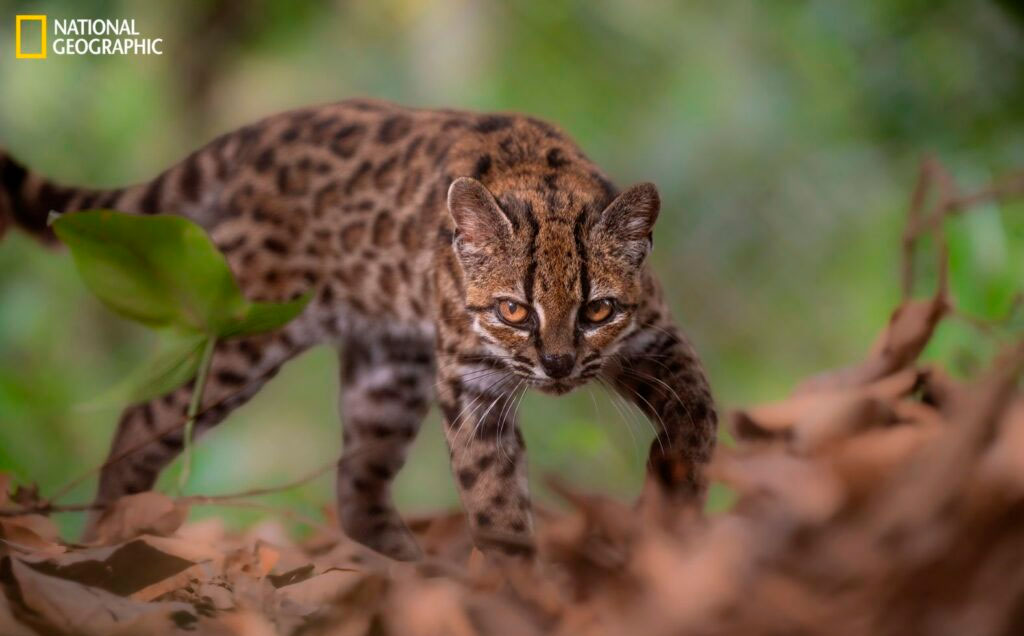 Leopardus tilcayo: Bolivia le da al mundo una nueva especie de gato silvestre, la primera en más de 100 años
