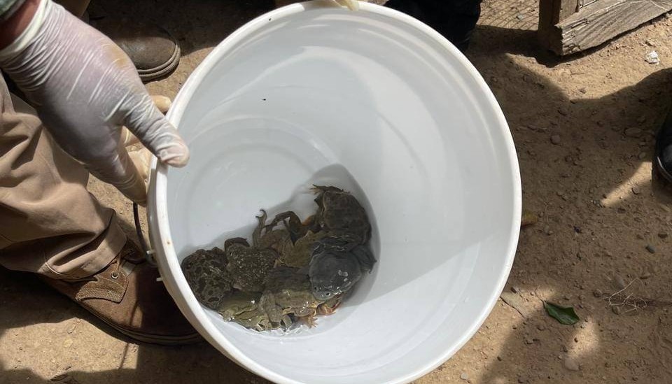 Envían a la cárcel a dos mujeres por comercializar ranas en peligro de extinción como platos gourmet