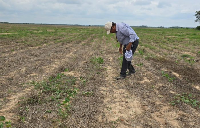 Anapo prevé una disminución de 600 mil toneladas de soja y menos divisas por efectos de la sequía